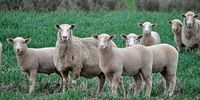 صادرات رایگان گوسفند استرالیایی/ کاهش 75 درصدی قیمت گوشت قرمز!