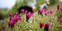 تصاویر| برداشت گل‌ گاو زبان در مازندران