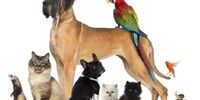 شیوع جراحی زیبایی حیوانات خانگی ! +عکس