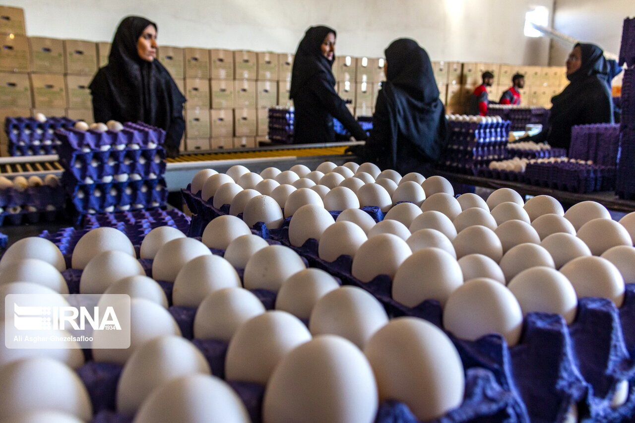 تخم مرغ با نرخ مصوب در فروشگاه های سراسر کشور توزیع میشود