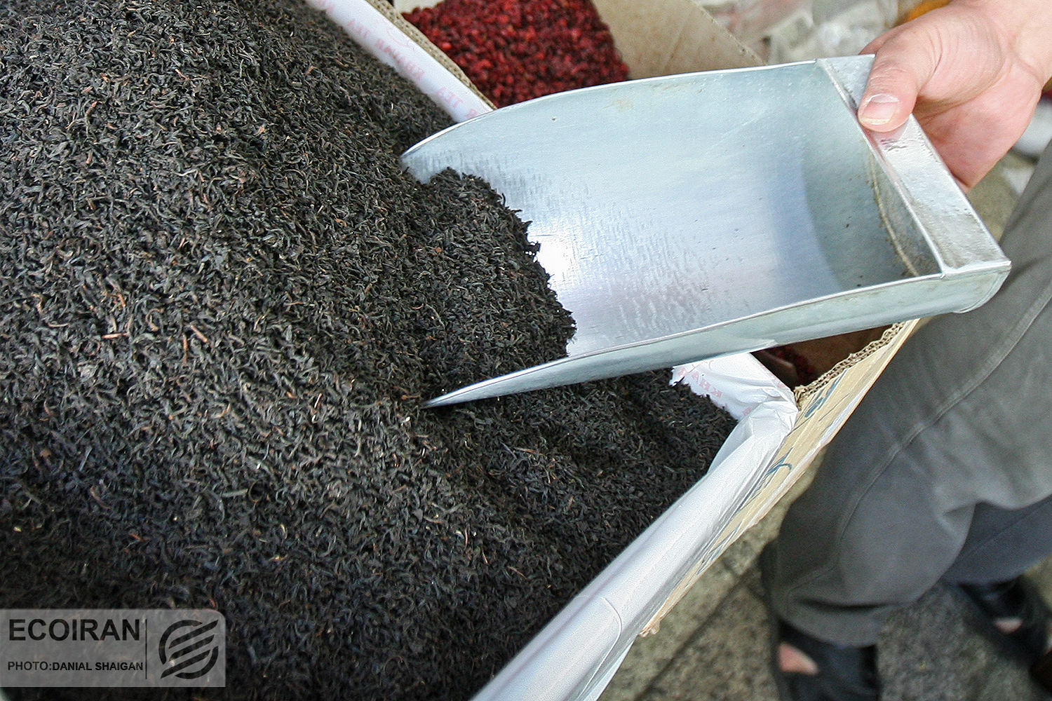 واردات چای مشمول ترخیص ۱۰۰ درصدی از گمرکات شد