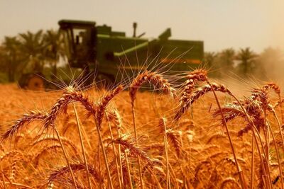 نرخ منطقی خرید تضمینی گندم اعلام شد/علت کاهش تولید گندم