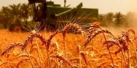 نرخ منطقی خرید تضمینی گندم اعلام شد/علت کاهش تولید گندم