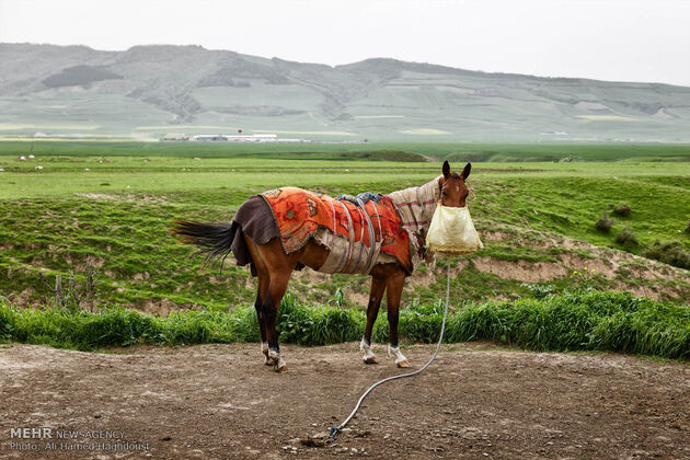 پرورش اسب روستای صوفیان