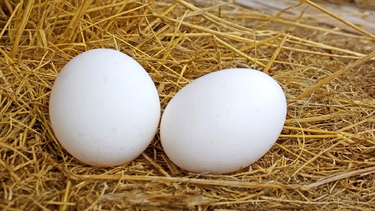 نرخ تخم مرغ در ایام محرم
