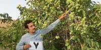 با خرید نهال گردو و بادام از نهالستان رویال نهال سرمایه دار شوید