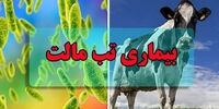 این بیماری در تابستان بیشتر شایع می‌شود+ جزئیات