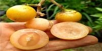 میوه‌ای خاص برای تقویت ایمنی بدن

