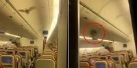 فرود اضطراری هواپیمای مسافربری به علت پرواز خفاش در کابین+ عکس
