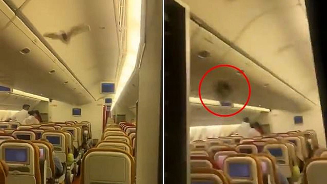 فرود اضطراری هواپیمای مسافربری به علت پرواز خفاش در کابین+ عکس