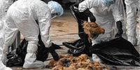 خسارت سنگین آنفلوآنزای فوق حاد پرندگان به مرغداران