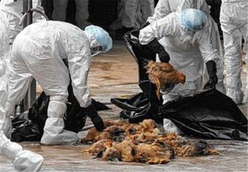 خسارت سنگین آنفلوآنزای فوق حاد پرندگان به مرغداران