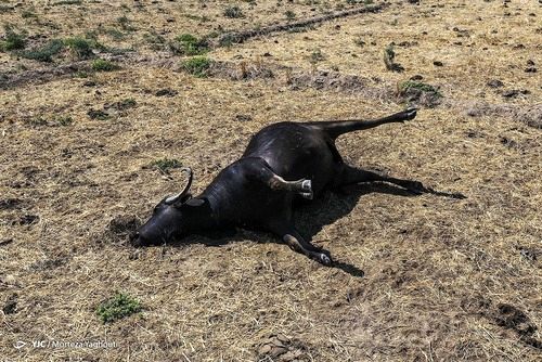 تصاویر تلخ مرگ گاومیش‌ها در «هورالعظیم» خشک
