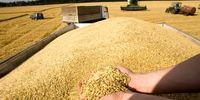 دولت چقدر گندم از کشاورزان خرید؟/واردات این محصول لغو شد؟