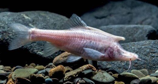 این ماهی کور ترسناک در آب‌های چین ساکن است! +عکس