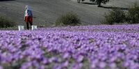 افت قیمت طلای سرخ