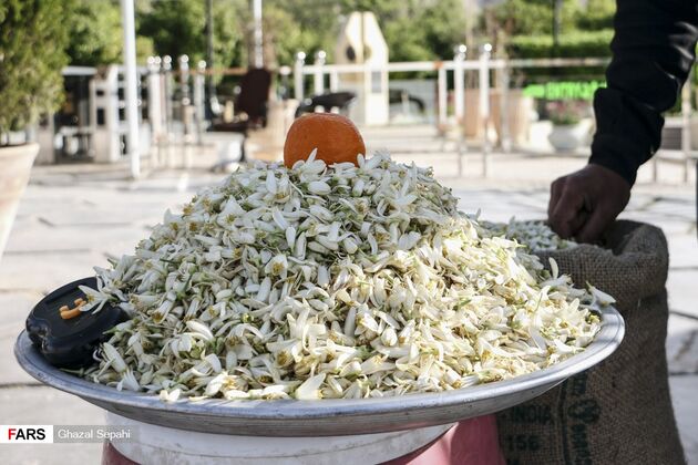 بوی بهار نارنج در اردیبهشت شیراز