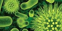 باکتری‌هایی که با آلاینده‌های سرطان‌زا مقابله می‌کنند 