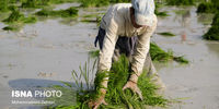 تصاویر| برنج‌کاری در اوج کم‌ آبی