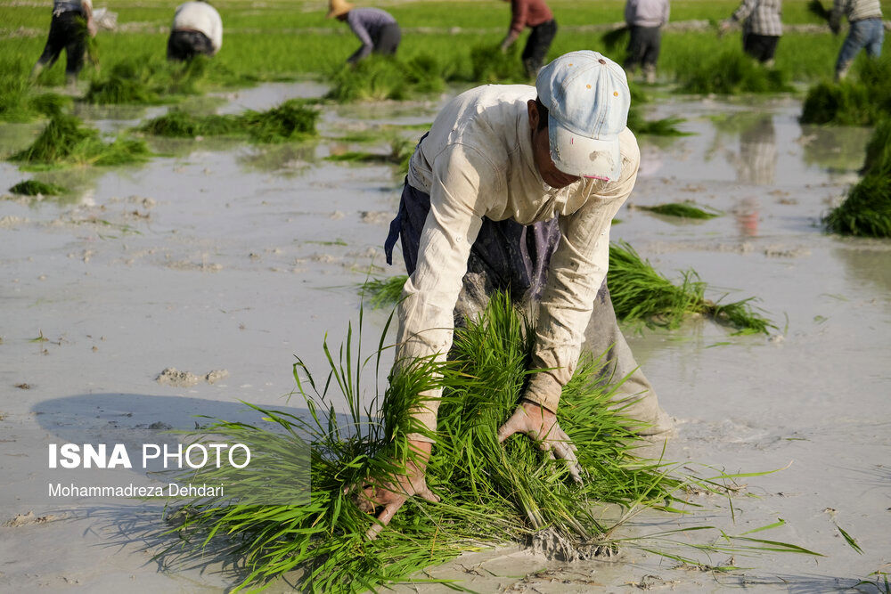 تصاویر| برنج‌کاری در اوج کم‌ آبی