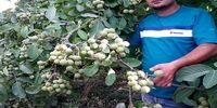 پربارترین نهال گردوی ایران را بشناسید؟