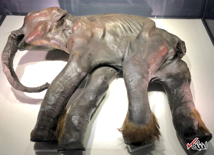 آیا گوشت3500 ساله منجمد ماموت در نیویورک سرو شد؟