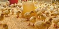 عرضه جوجه یک روزه در بورس کالا