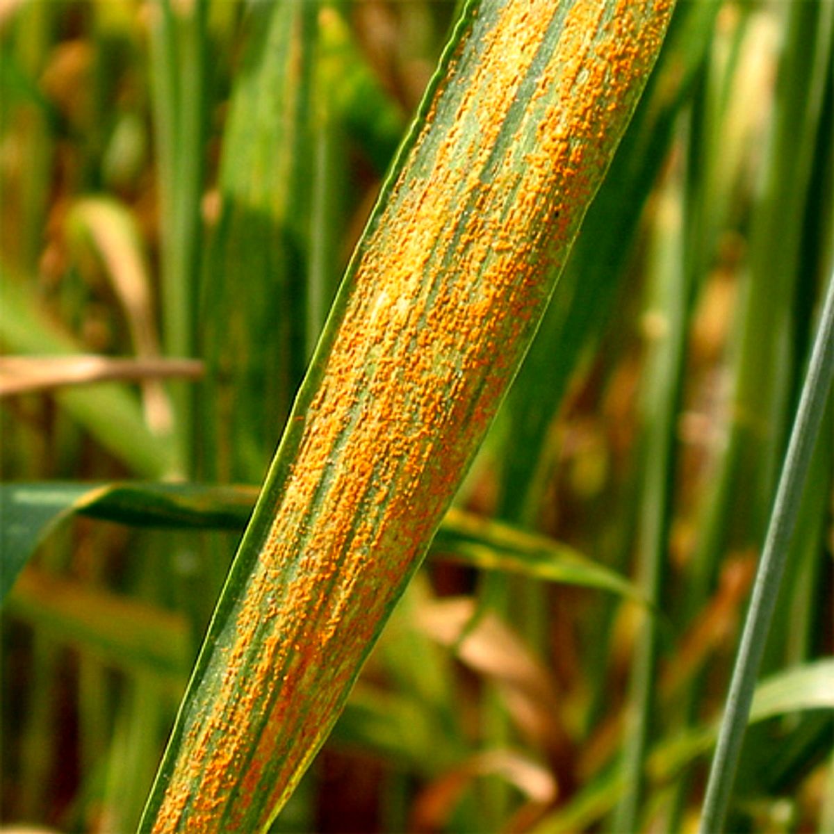  خبر مهم برای کشاورزان / بیماری زنگ زرد گندم چیست؟