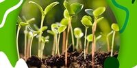 راهنمای خرید بذر گل و گیاه باکیفیت