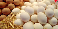 قیمت تخم مرغ ارزان می شود؟