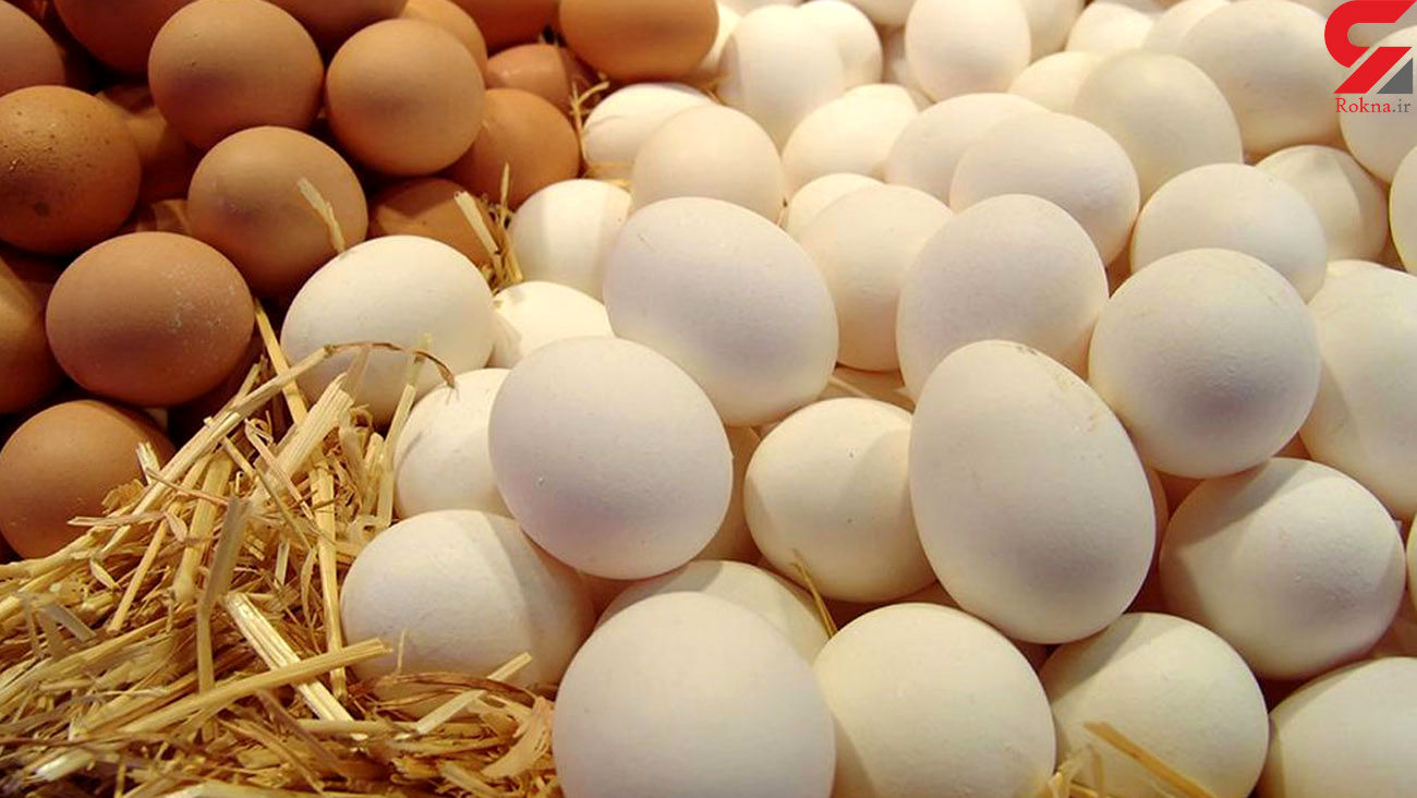 قیمت تخم مرغ ارزان می شود؟