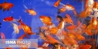 ماهی قرمز کرونا را منتقل می‌کند؟