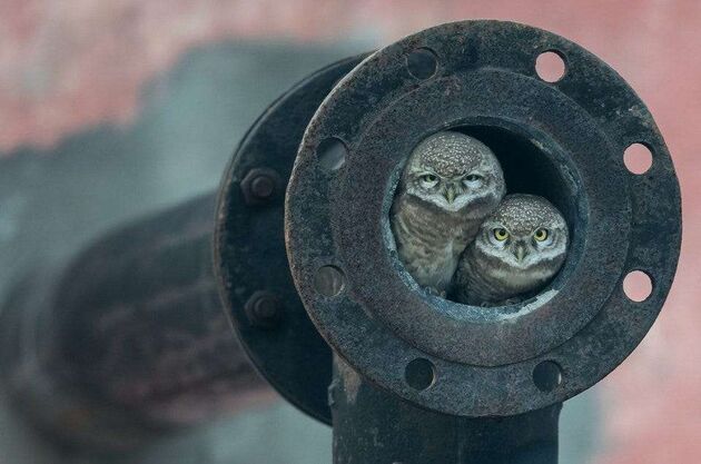 WildLife 1