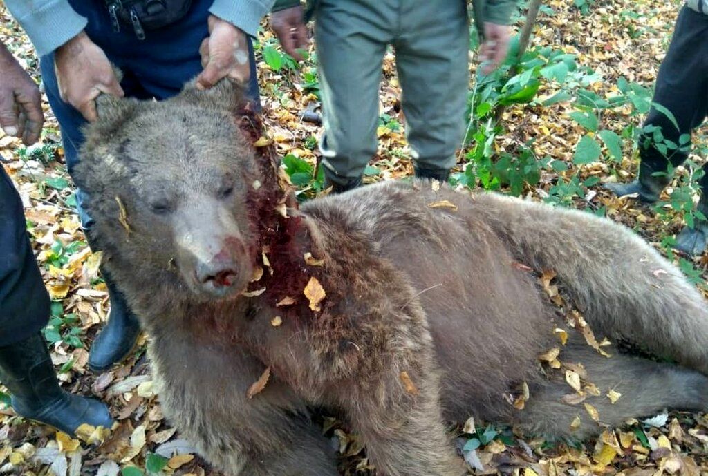 آمار فاجعه‌بار خرس‌کشی در ایران/ 66 قلاده خرس قهوه‌ای به دست مردم از بین رفتند