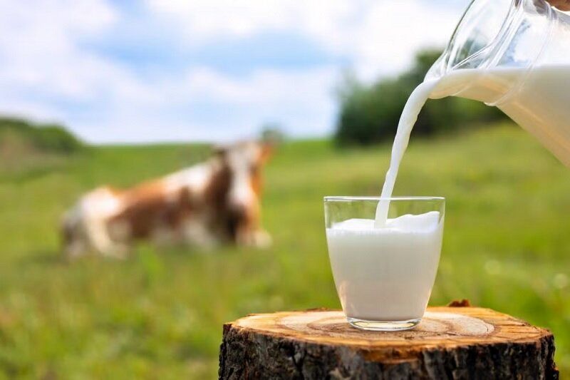 چه شیری برای شما مناسب تر است؟ ؛ انواع شیر گاو را بشناسید