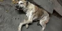 جزئیات سگ کشی در این شهر ایران و بی اطلاعی مسئولان!