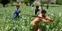 کشت خشخاش در افغانستان کاهش یافت