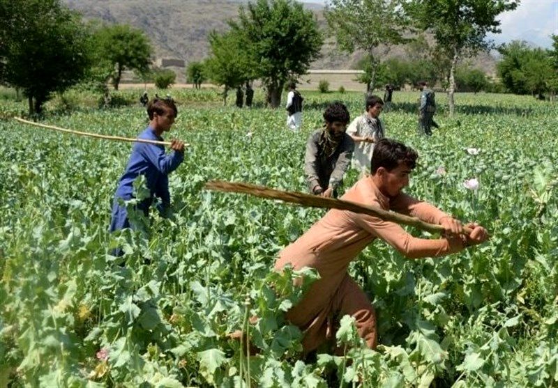 کشت خشخاش در افغانستان کاهش یافت