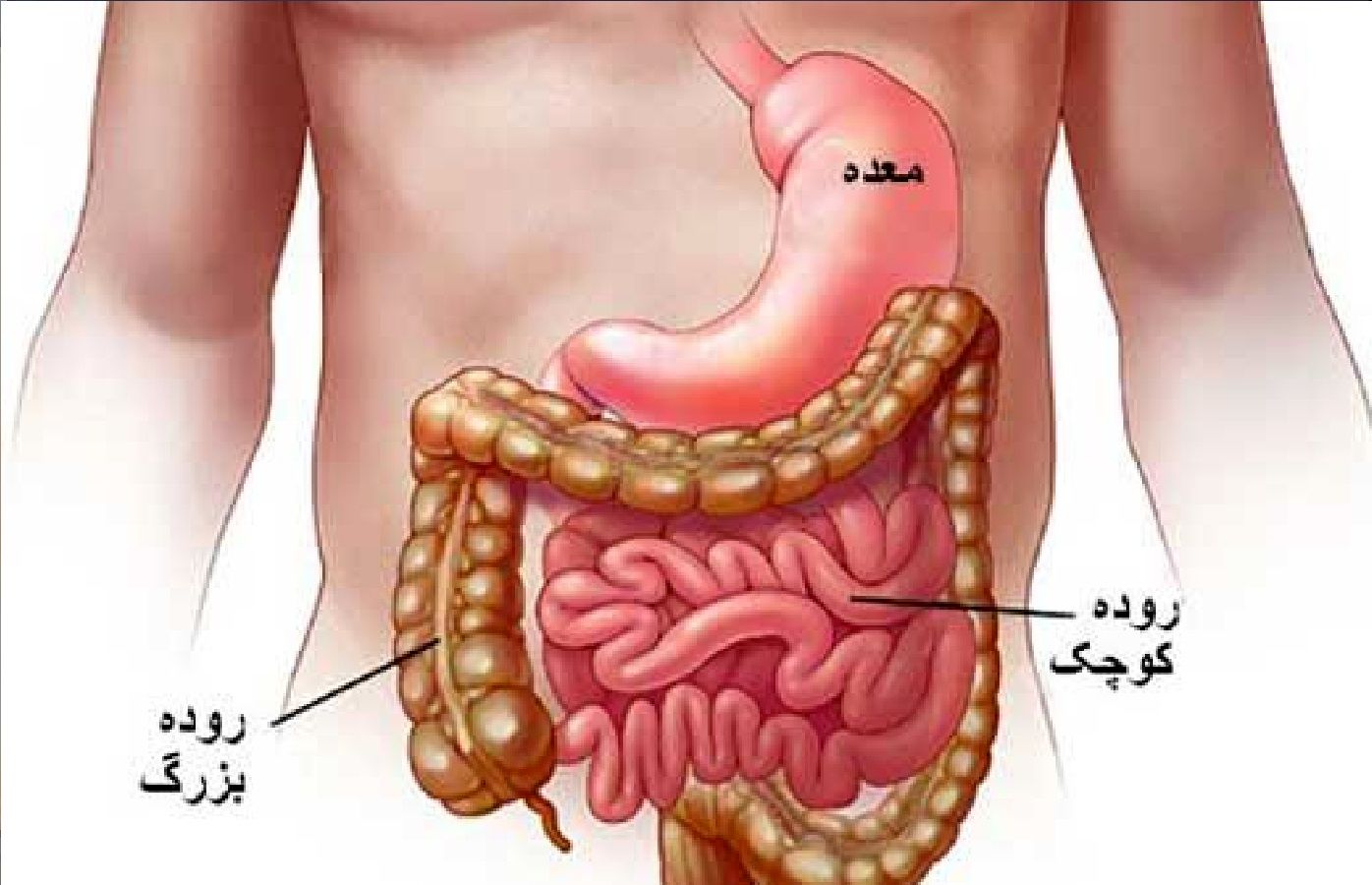 رابطه تنگاتنگ اختلال در ساعت بیولوژیکی بدن با این نوع سرطان