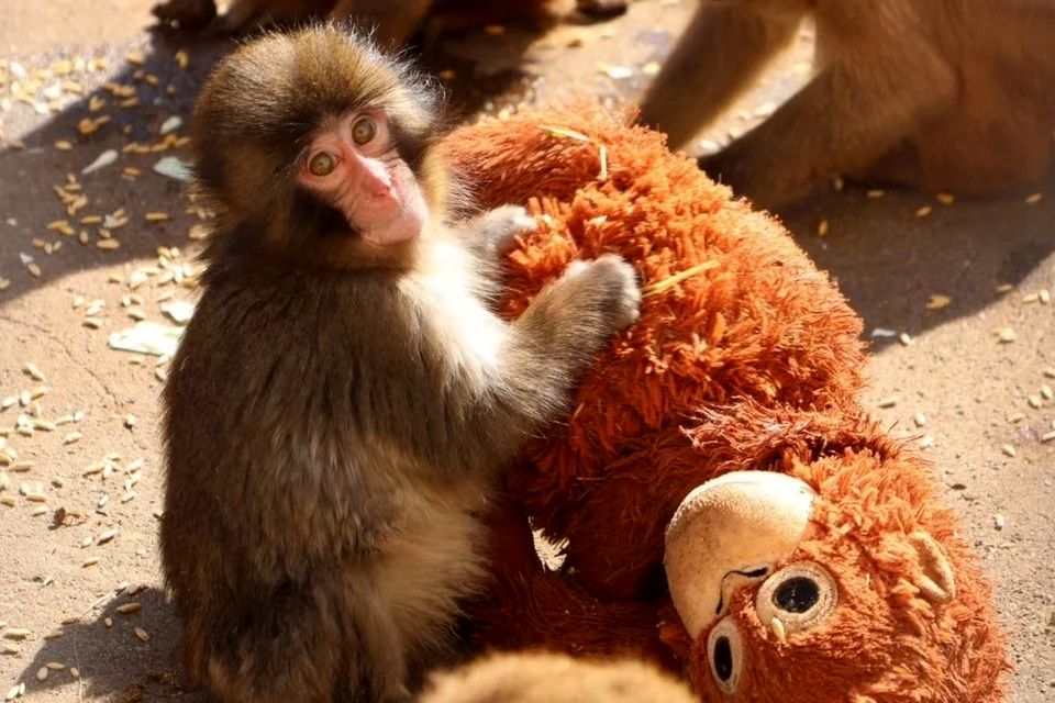 میمون یتیم  بالاخره مادر پیدا کرد + فیلم 