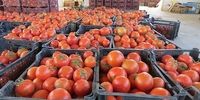 مجوز صادرات گوجه فرنگی صادر شد