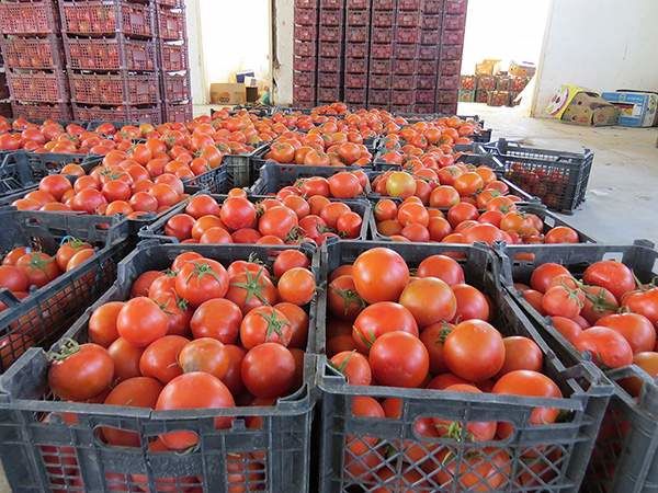 مجوز صادرات گوجه فرنگی صادر شد