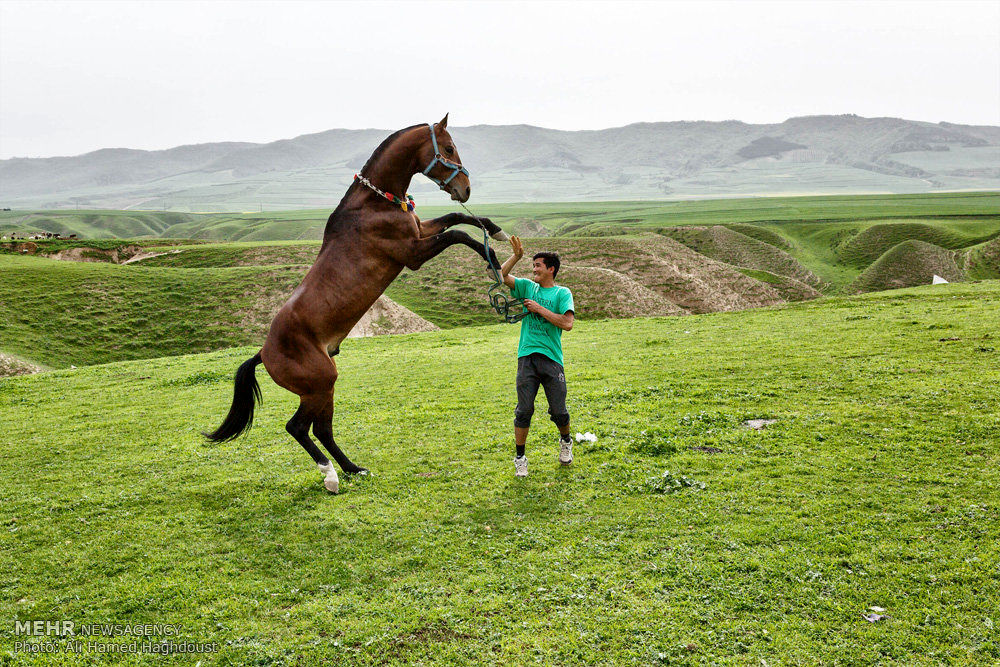 گران‌ترین مسابقه اسب سواری در عربستان