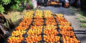 گران‌ترین میوه میادین تره‌بار/قیمت انواع پرتقال