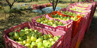 سیبی وجود ندارد تا در برابر واردات موز صادر شود

