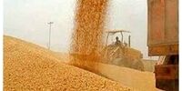خبر خوش نیکبخت برای گندمکاران/ این مقدار از مطالبات به زودی پرداخت می‌شود