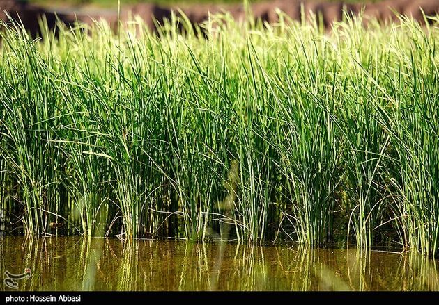 image10