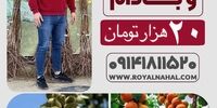 فروش "نهال هلو، زردآلو و بادام" فقط به قیمت ۲۰ هزار تومان