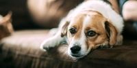 خبر بد کرونایی برای صاحبان حیوانات خانگی