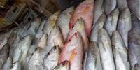 قیمت ماهی قزل‌آلا کاهش یافت 